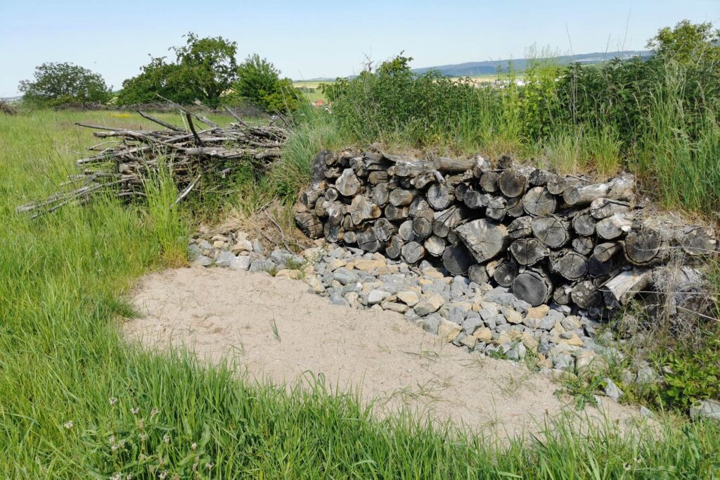 250604_AusgleichsflaecheZauneidechsen_01