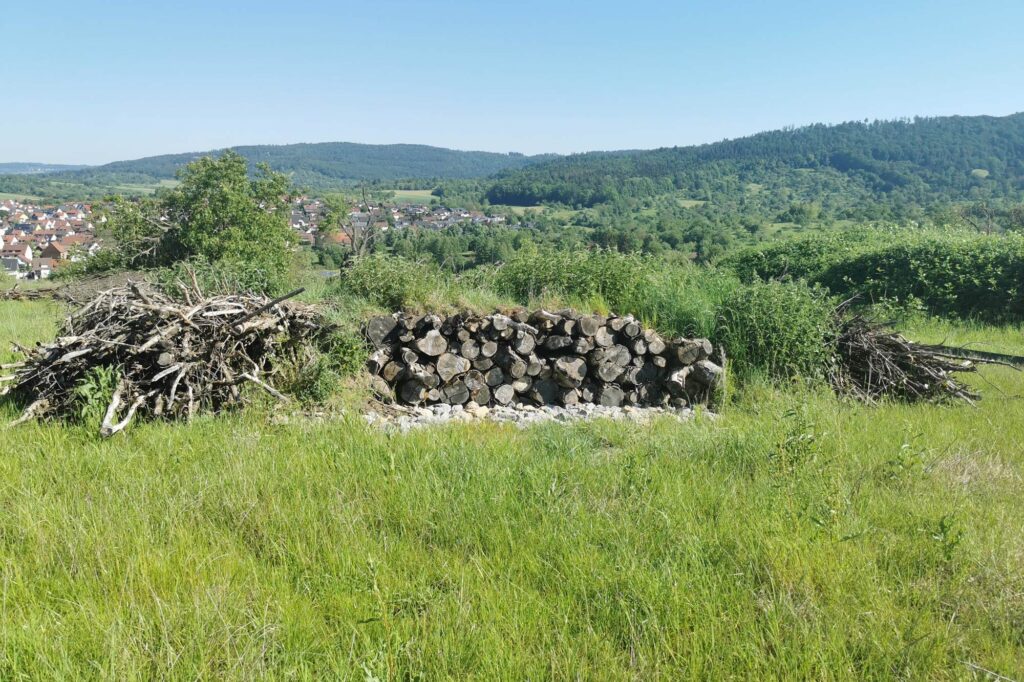 250604_AusgleichsflaecheZauneidechsen_02