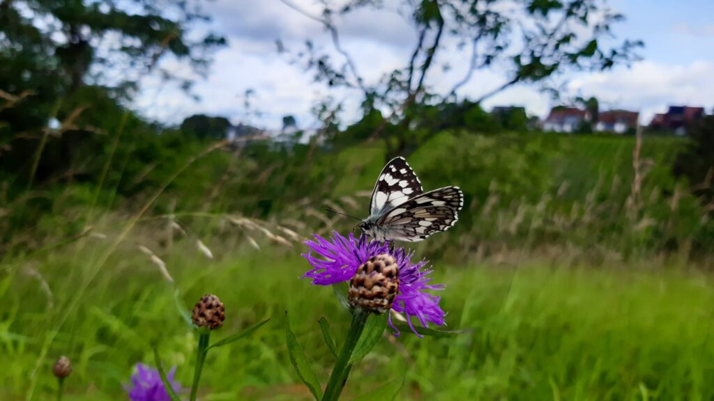 250604_NaturerlebnisWiese_02