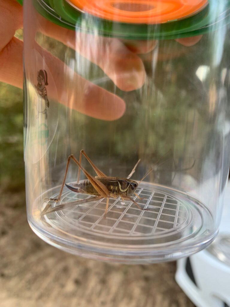 250604_NaturerlebnisWiese_04