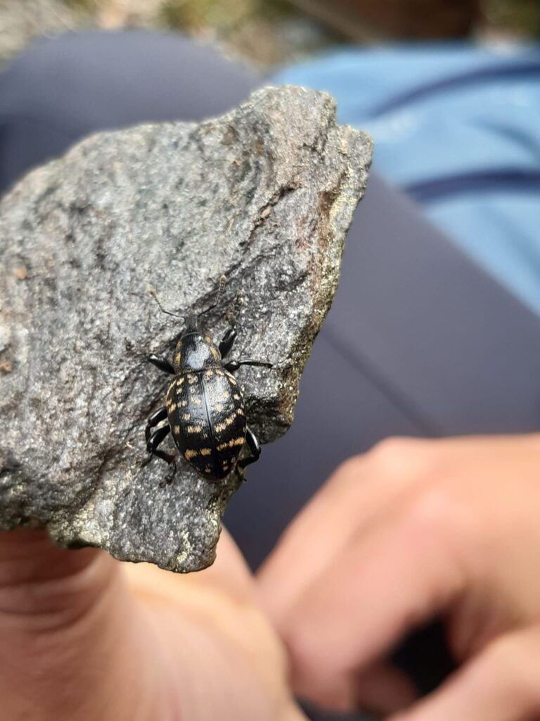 250604_NaturerlebnisWiese_05